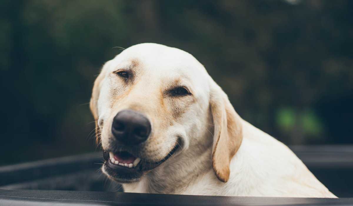 hund i bil