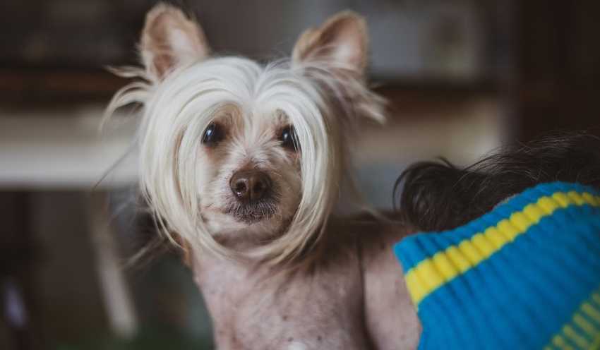 chinese crested dog