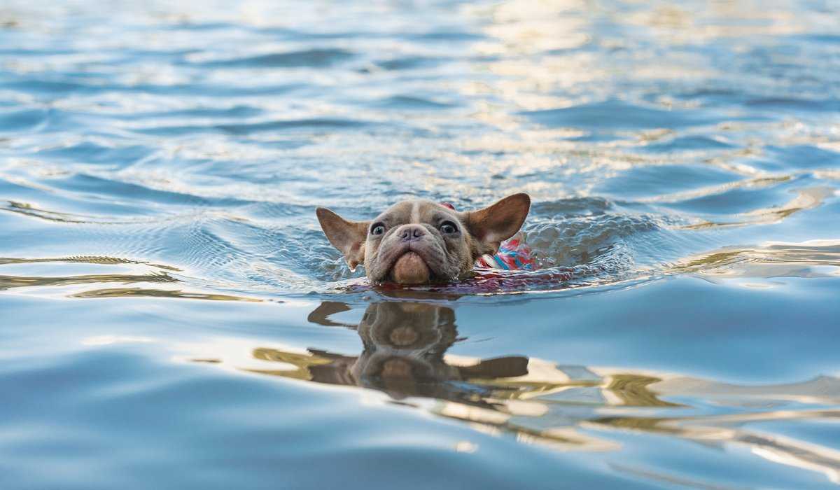 hund simmar