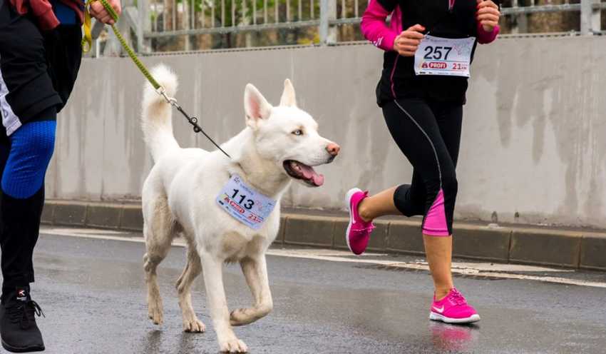 dog running