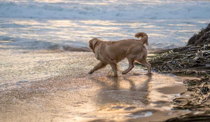 hund simträna