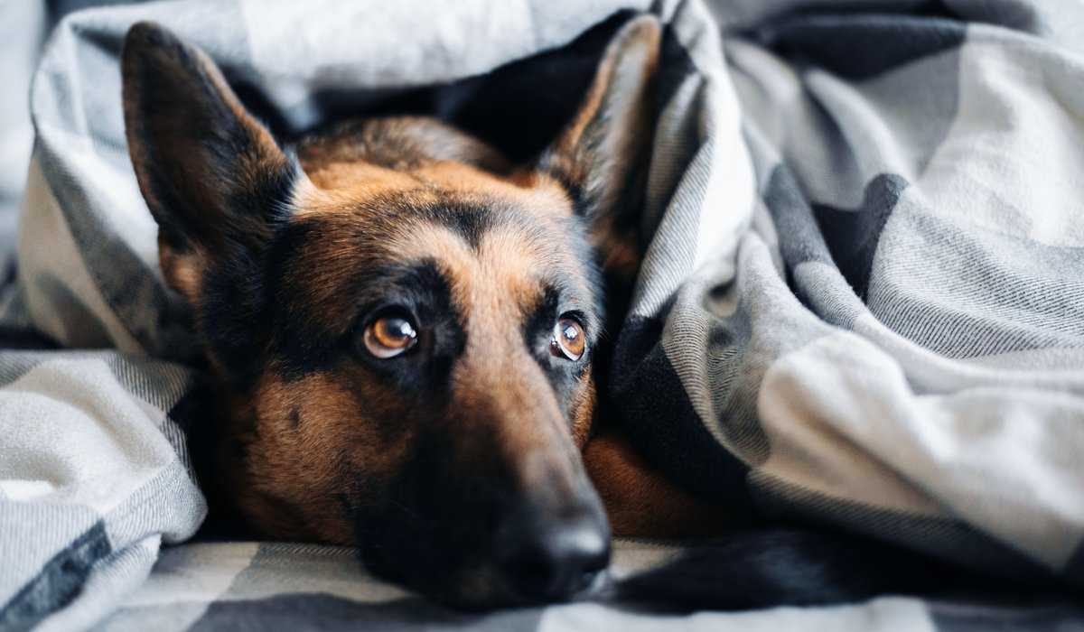 hund som ligger under täcket