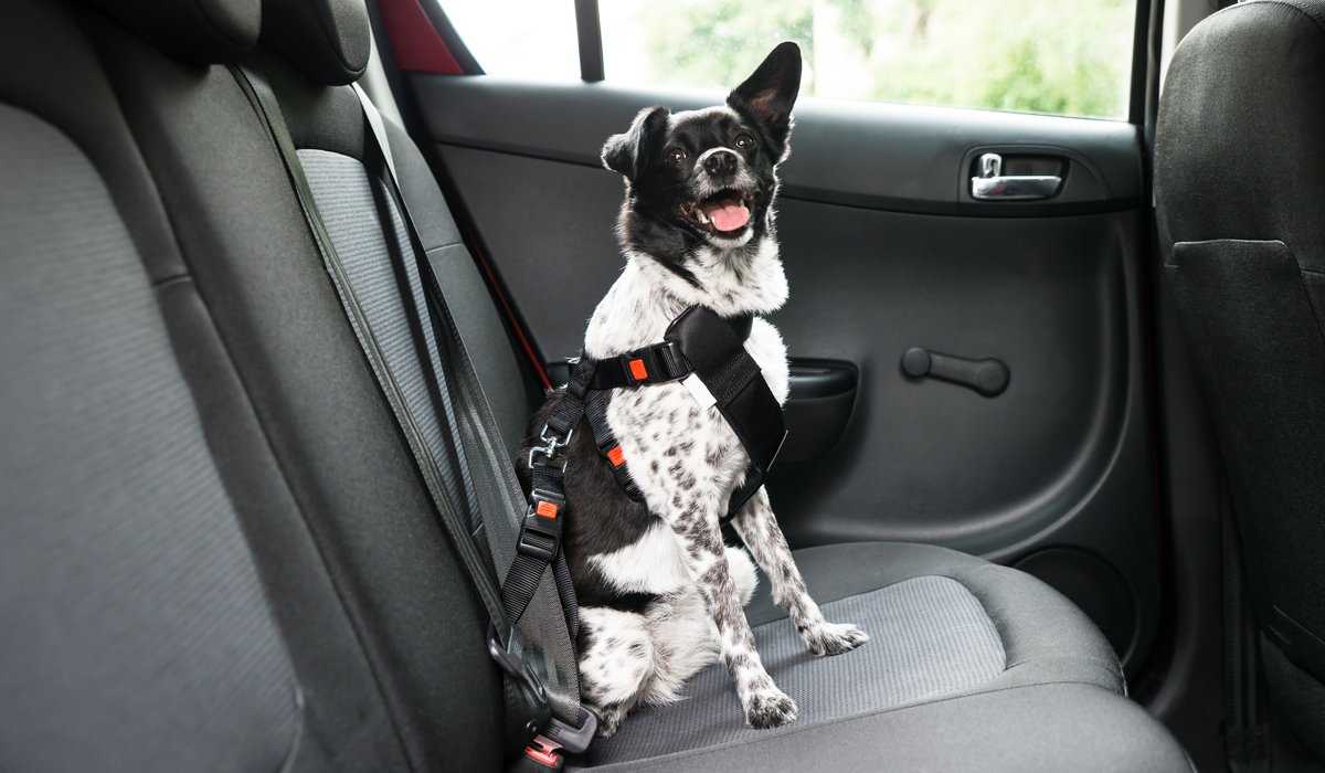 hund med bilbälte