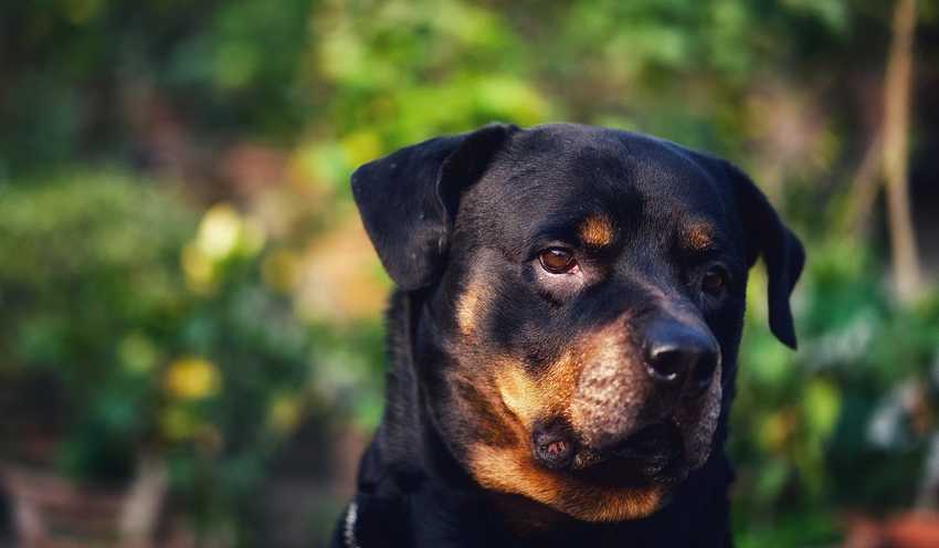 rottweiler