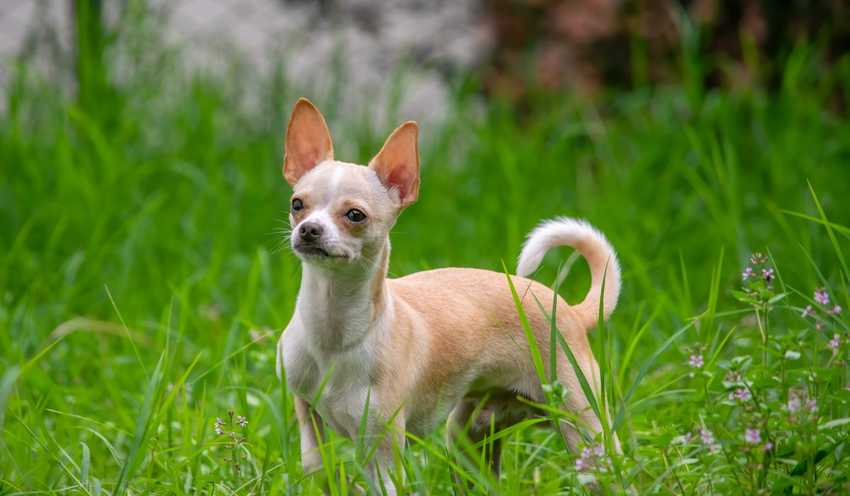 chihuahua