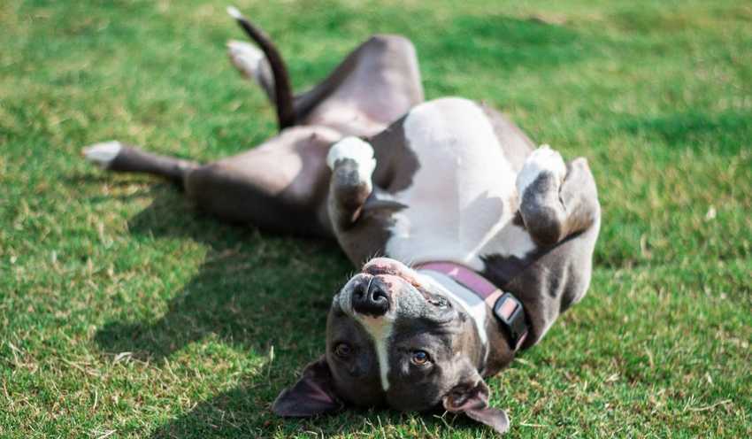 pitbull