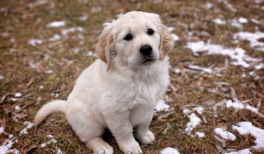 Golden Retriever valp som är trött