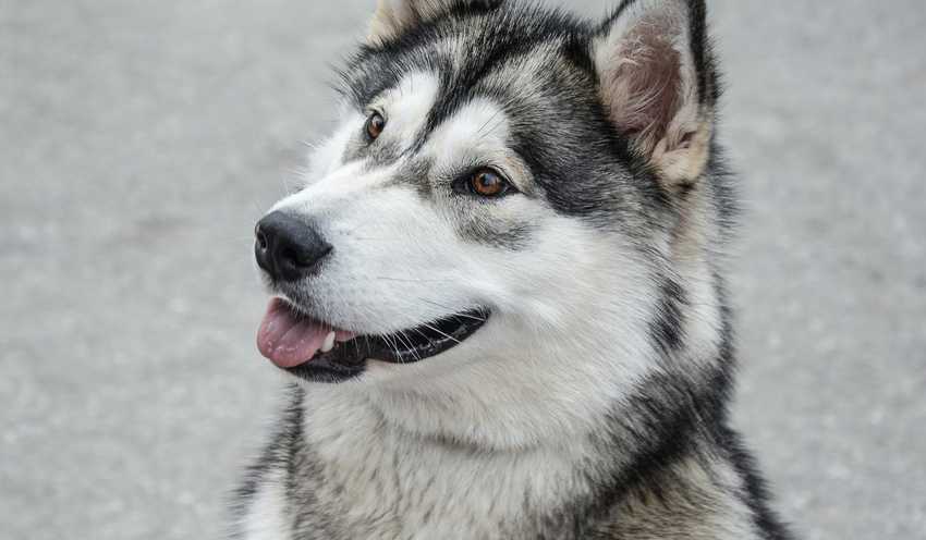 alaskanmalamute