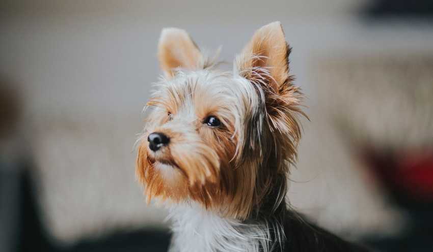 yorkshireterrier