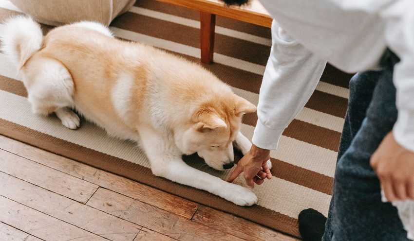 hund som ligger hund som ligger