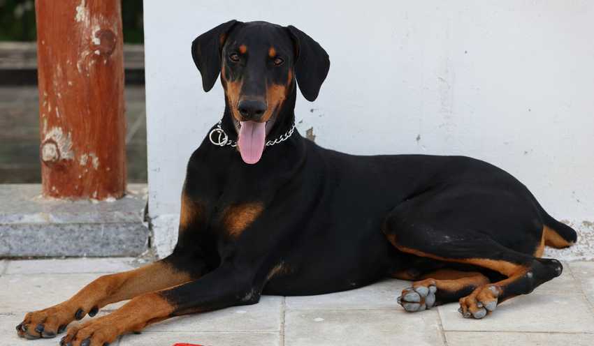 doberman