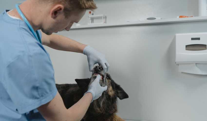 ta bort tandsten på hund ta bort tandsten på hund