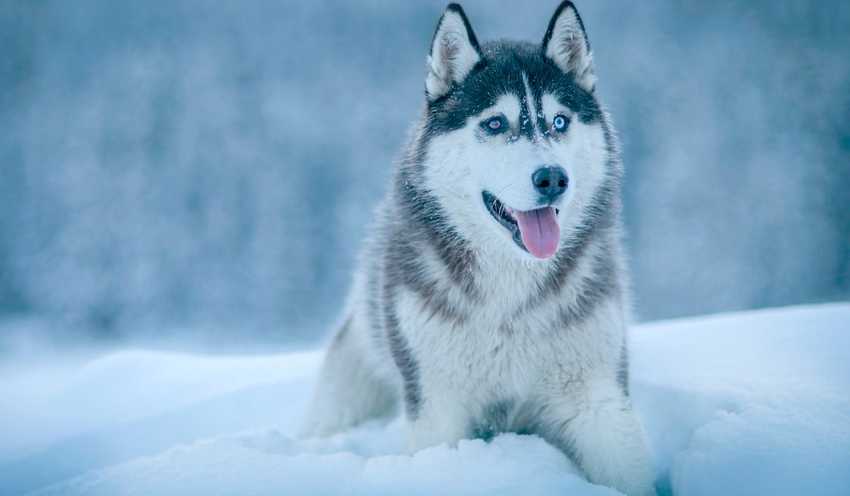 siberianhusky