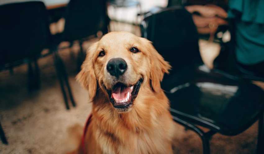 glad golden retriever