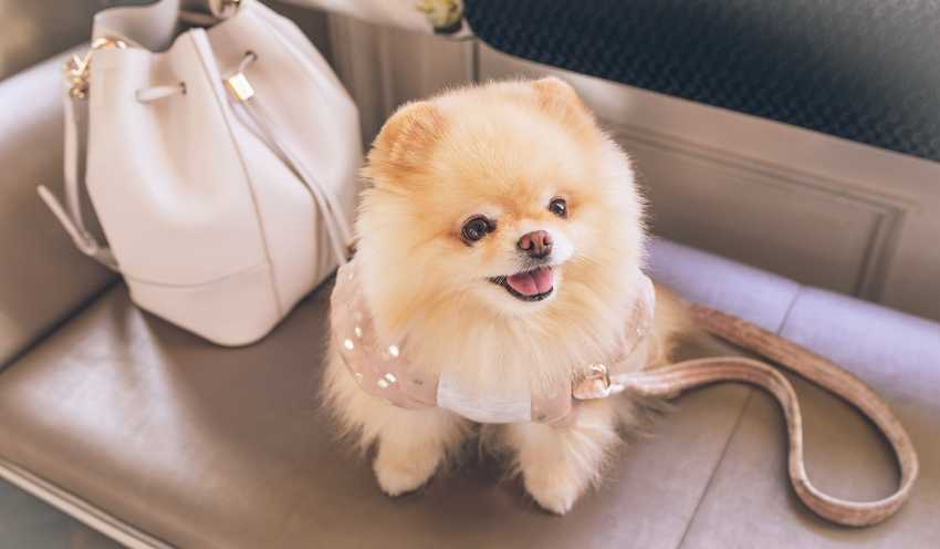 pomeranian