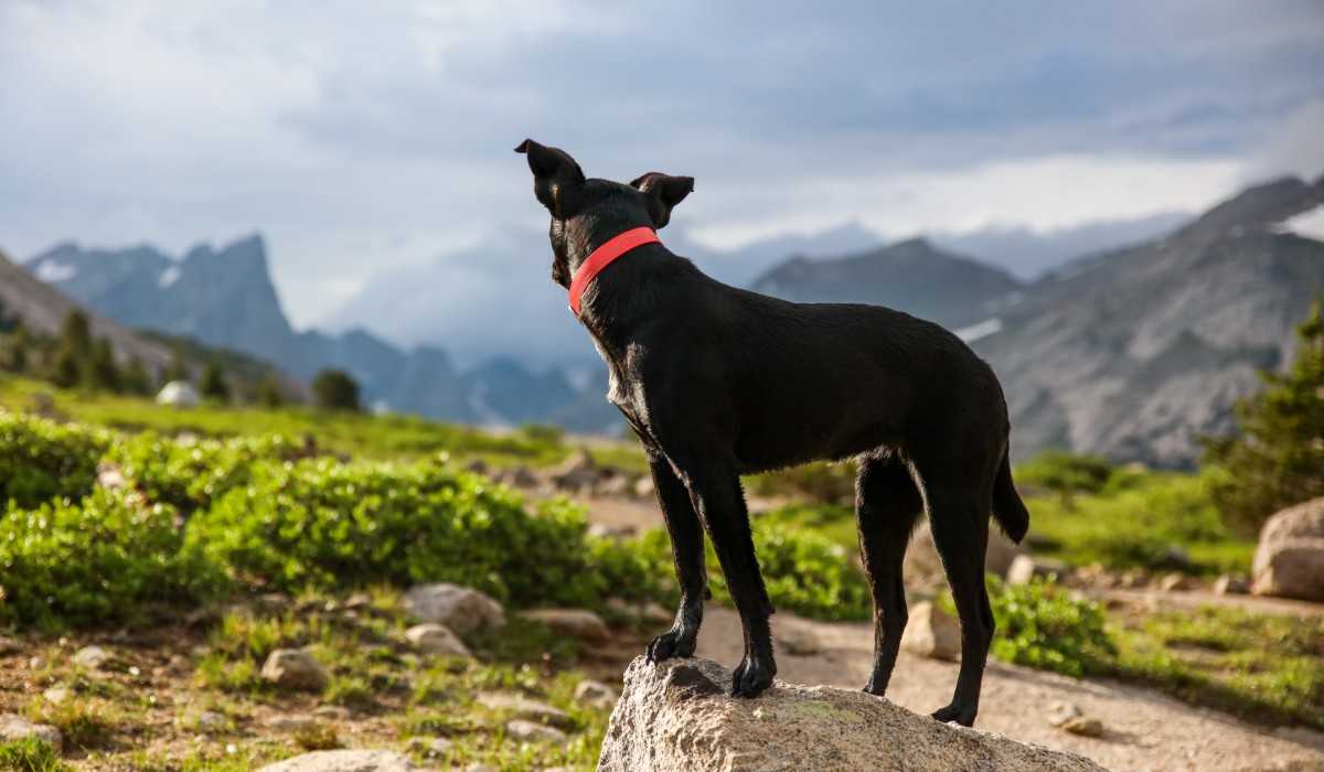 Vandra med hund Allt behöver veta