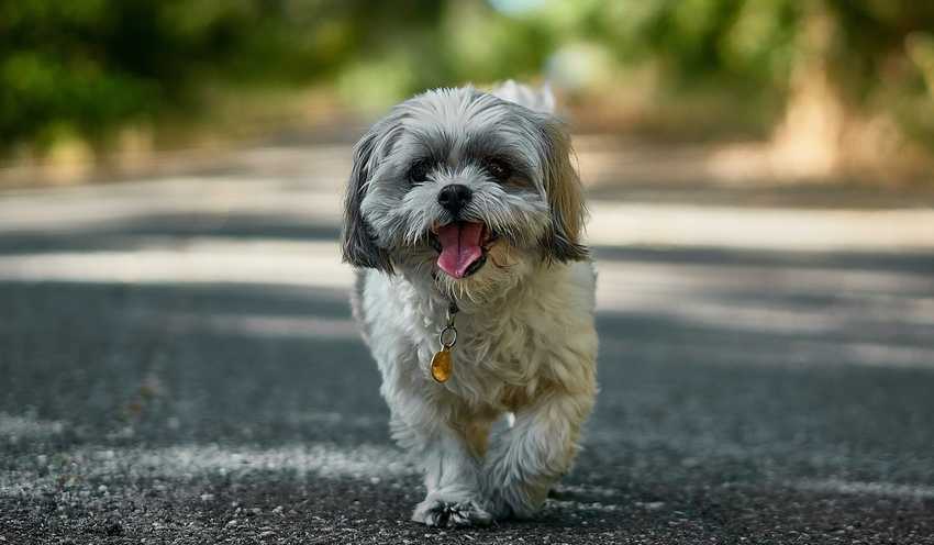 shihtzu