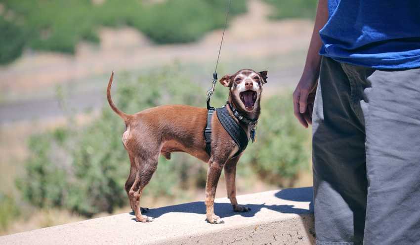 dwarf pinscher